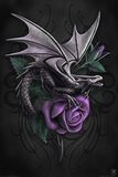 Dragon Beauty, Anne Stokes, Poster