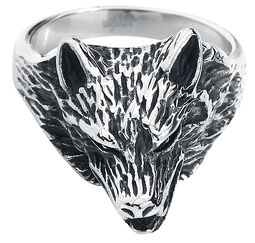 Wolf Packs, etNox hard and heavy, Ring