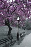 New York Central Park Blossom, New York, Poster